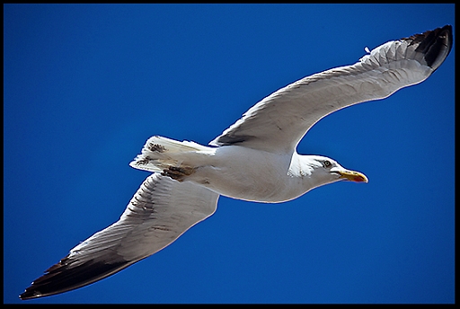 _MG_1224 GullClose.jpg